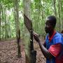 VENTE DE PLANTATIONS D’HEVEA 