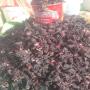 vente d' hibiscus 