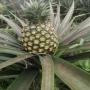 Ananas naturel 