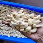 Cajou D&eacute;cortiqu&eacute; W320 - 5€/kg - Nord B&eacute;nin 