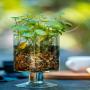 Cherche fournisseur plantes aromatiques 