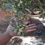 Olives