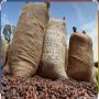 Anciens Stock de cacao de campagne la 2025/26