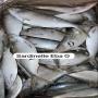 Plusieurs esp&egrave;ces de poissons