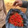 Piment bec d'oiseau