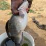 Poissons chats 