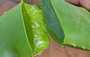 aloe vera plantes médicinales en vente