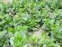 legumes pinards indien pour la vente